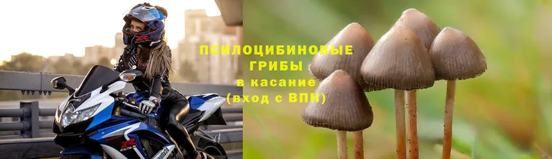 Галлюциногенные грибы Psilocybine cubensis  как найти наркотики  Лукоянов 